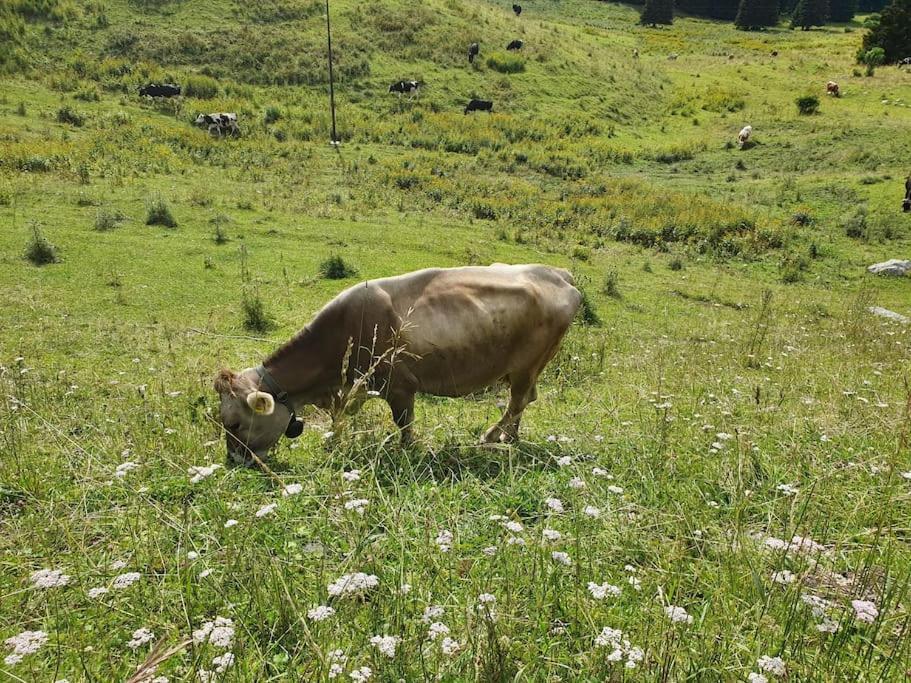 Ledro Lake Apartment Molina di Ledro Εξωτερικό φωτογραφία